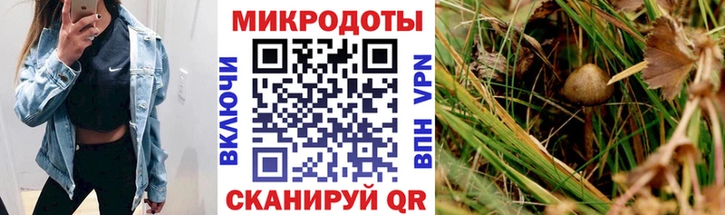 Псилоцибиновые грибы Psilocybine cubensis  Краснообск 